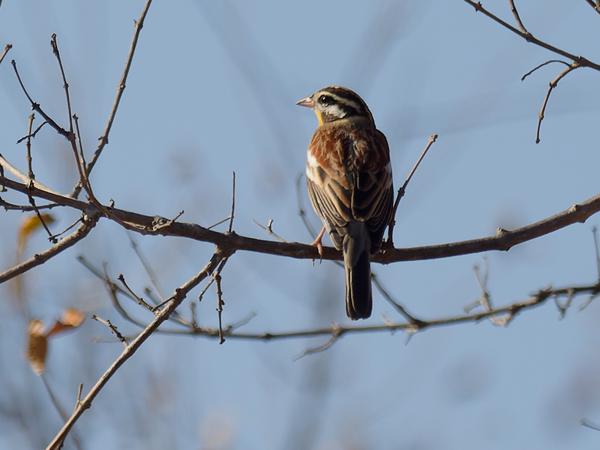 Acaciagors (Emberiza flaviventris)